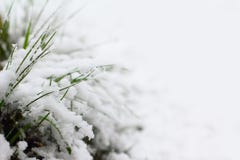 La neige a couvert l'herbe Images stock La neige a couvert l'herbe Images stock