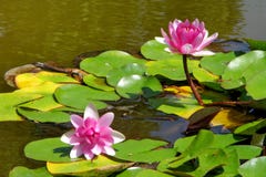 La ninfea rosa fiorisce nello stagno un giorno di estate Fotografie Stock Libere da Diritti La ninfea rosa fiorisce nello stagno un giorno di estate Fotografie Stock Libere da Diritti