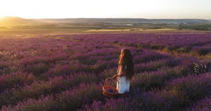 La niña hermosa recoge la lavanda en una cesta mientras que camina a través de un campo floreciente en la cámara lenta almacen de metraje de vídeo La niña hermosa recoge la lavanda en una cesta mientras que camina a través de un campo floreciente en la cámara lenta almacen de metraje de vídeo