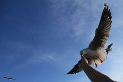 La nourriture de alimentation de main de touristes à Brown a dirigé le brunnicephalus de Chroicocephalus de mouettes au centre de image stock La nourriture de alimentation de main de touristes à Brown a dirigé le brunnicephalus de Chroicocephalus de mouettes au centre de image stock