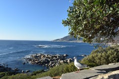 La opinión los leones dirige con una gaviota en frente en Cape Town, Suráfrica Foto de archivo La opinión los leones dirige con una gaviota en frente en Cape Town, Suráfrica Foto de archivo