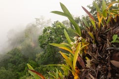 La opinión tropical fantástica del bosque, las orquídeas hermosas está en la floración en el acantilado Toldo de los fondos imper fotografía de archivo libre de regalías La opinión tropical fantástica del bosque, las orquídeas hermosas está en la floración en el acantilado Toldo de los fondos imper fotografía de archivo libre de regalías