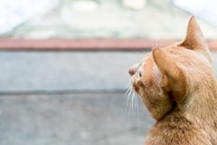 La parte trasera del gato anaranjado aislada en piso borroso imagenes de archivo La parte trasera del gato anaranjado aislada en piso borroso imagenes de archivo