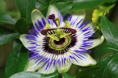 La passiflora (caerulea della passiflora) è un rampicante immagine stock libera da diritti La passiflora (caerulea della passiflora) è un rampicante immagine stock libera da diritti