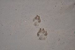 La pata del perro marca en la playa fotografía de archivo La pata del perro marca en la playa fotografía de archivo