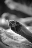 La patte du petit chien Symbole monochrome de fid?lit? photo libre de droits La patte du petit chien Symbole monochrome de fid?lit? photo libre de droits