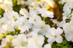 La petunia bianca fiorisce nel giardino nel parco fotografie stock La petunia bianca fiorisce nel giardino nel parco fotografie stock