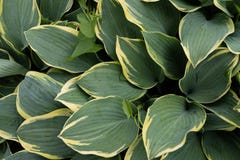 la pianta Ombra-tollerante con le foglie giallo verde decorative, pu? essere usata come sfondo naturale fotografia stock libera da diritti la pianta Ombra-tollerante con le foglie giallo verde decorative, pu? essere usata come sfondo naturale fotografia stock libera da diritti