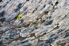 La pianta si sviluppa nella vecchia corteccia di albero fotografia stock La pianta si sviluppa nella vecchia corteccia di albero fotografia stock