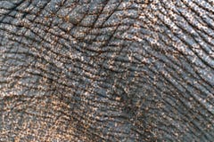 La piel del elefante es hermosa imagen de archivo La piel del elefante es hermosa imagen de archivo