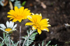 La planta amarilla hermosa de los rigens del Gazania crece en una cama de flor en una estación de primavera en un jardín botánico imagen de archivo libre de regalías La planta amarilla hermosa de los rigens del Gazania crece en una cama de flor en una estación de primavera en un jardín botánico imagen de archivo libre de regalías