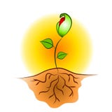 La planta de la planta de semillero arraiga arte de clip libre illustration La planta de la planta de semillero arraiga arte de clip libre illustration