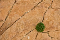 La plante verte solitaire se développe en fissures sèches de roche photo libre de droits La plante verte solitaire se développe en fissures sèches de roche photo libre de droits