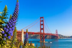 La porpora di golden gate bridge San Francisco fiorisce la California immagini stock libere da diritti La porpora di golden gate bridge San Francisco fiorisce la California immagini stock libere da diritti