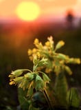 La pr?mula floreciente Veris de la primavera contra el sol naciente imagen de archivo libre de regalías La pr?mula floreciente Veris de la primavera contra el sol naciente imagen de archivo libre de regalías