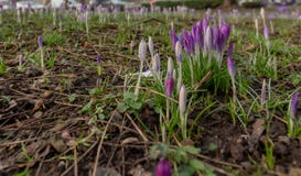 La primavera está detrás con las nuevas flores del bulbo que salen imágenes de archivo libres de regalías La primavera está detrás con las nuevas flores del bulbo que salen imágenes de archivo libres de regalías