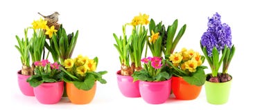 La primavera florece los narcisos blancos de las prímulas del jacinto del fondo imagen de archivo libre de regalías La primavera florece los narcisos blancos de las prímulas del jacinto del fondo imagen de archivo libre de regalías