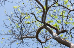 La primavera reflectora del árbol del limbo del Gumbo en Key West fotografía de archivo libre de regalías La primavera reflectora del árbol del limbo del Gumbo en Key West fotografía de archivo libre de regalías