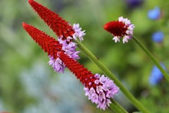 La primevère Vialii de primevère d'orchidées a de belles fleurs rouge-roses Photographie stock libre de droits La primevère Vialii de primevère d'orchidées a de belles fleurs rouge-roses Photographie stock libre de droits