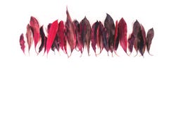 la priorità bassa lascia il bianco rosso immagini stock la priorità bassa lascia il bianco rosso immagini stock