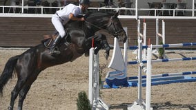 La puleggia tenditrice maschio professionista irriconoscibile guida a cavallo Il cavallo è galoppante e saltante attraverso una b archivi video La puleggia tenditrice maschio professionista irriconoscibile guida a cavallo Il cavallo è galoppante e saltante attraverso una b archivi video