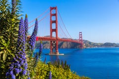 La púrpura de San Francisco de puente Golden Gate florece California La púrpura de San Francisco de puente Golden Gate florece California