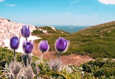 La púrpura florece patens del Pulsatilla en las montañas fotos de archivo La púrpura florece patens del Pulsatilla en las montañas fotos de archivo