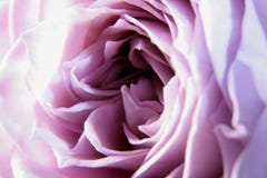La púrpura se levantó El centro de la flor foto de archivo La púrpura se levantó El centro de la flor foto de archivo