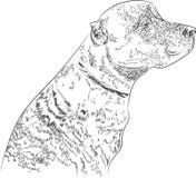 La race le Staffordshire Terrier de chien a peint dans le style graphique illustration stock La race le Staffordshire Terrier de chien a peint dans le style graphique illustration stock