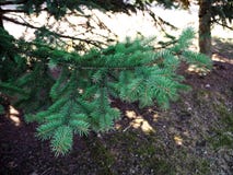 La rama de la picea está creciendo en el bosque foto de archivo La rama de la picea está creciendo en el bosque foto de archivo