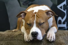 La raza del perro de Staffordshire bull terrier de la bella durmiente, también llamada american Staffordshire, está durmiendo pac imagen de archivo libre de regalías La raza del perro de Staffordshire bull terrier de la bella durmiente, también llamada american Staffordshire, está durmiendo pac imagen de archivo libre de regalías