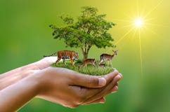 La riserva naturale di concetto conserva le mani umane dell'ecologia della pagnotta dell'alimento di riscaldamento globale dei ce Immagini Stock Libere da Diritti La riserva naturale di concetto conserva le mani umane dell'ecologia della pagnotta dell'alimento di riscaldamento globale dei ce Immagini Stock Libere da Diritti