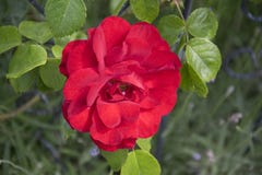 La rosa del rojo adentro rosengarden Imagen de archivo La rosa del rojo adentro rosengarden Imagen de archivo