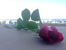 La rosa del rojo miente contra la perspectiva del mar imagenes de archivo La rosa del rojo miente contra la perspectiva del mar imagenes de archivo