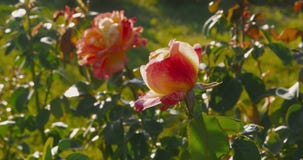La rosa grande del rojo adentro rosegarden Rosas en otoño temprano, primeras muestras de la muerte de la naturaleza almacen de video La rosa grande del rojo adentro rosegarden Rosas en otoño temprano, primeras muestras de la muerte de la naturaleza almacen de video