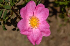 La rosa selvatica magica Rosa Gallica “Essig Rosa fotografia stock libera da diritti La rosa selvatica magica Rosa Gallica “Essig Rosa fotografia stock libera da diritti