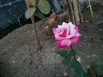 La rosa è bella perché l'amore è puro la nostra vita fotografia stock La rosa è bella perché l'amore è puro la nostra vita fotografia stock