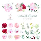 La rose de rose, le blanc et la pivoine rouge de Bourgogne, protea, orchidée violette, hortensia, campanule fleurit illustration libre de droits La rose de rose, le blanc et la pivoine rouge de Bourgogne, protea, orchidée violette, hortensia, campanule fleurit illustration libre de droits