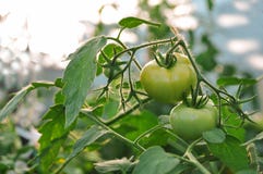 La récolte des tomates en serre chaude en automne Légumes rouges et verts image libre de droits La récolte des tomates en serre chaude en automne Légumes rouges et verts image libre de droits