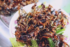 La sauterelle a fait frire, nourriture populaire de rue de casse-croûte en Thaïlande images libres de droits La sauterelle a fait frire, nourriture populaire de rue de casse-croûte en Thaïlande images libres de droits