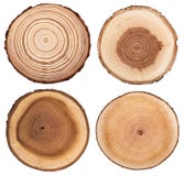 La section transversale du tronc d'arbre montrant des anneaux de croissance a placé d'isolement sur le fond blanc photo stock La section transversale du tronc d'arbre montrant des anneaux de croissance a placé d'isolement sur le fond blanc photo stock