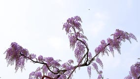 La serie dei fiori della primavera, il bello traliccio che ondeggia nel vento, glicine cinesi di glicine di sinensis di glicine ? stock footage La serie dei fiori della primavera, il bello traliccio che ondeggia nel vento, glicine cinesi di glicine di sinensis di glicine ? stock footage