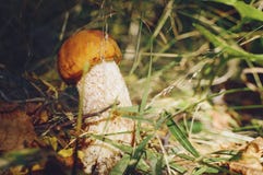 La seta es seta comestible Pporcini en musgo en el bosque sano y la comida de los delicates Setas de la cosecha en el bosque del imagenes de archivo La seta es seta comestible Pporcini en musgo en el bosque sano y la comida de los delicates Setas de la cosecha en el bosque del imagenes de archivo