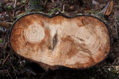 La sezione trasversale gemella la struttura di legno fotografie stock libere da diritti La sezione trasversale gemella la struttura di legno fotografie stock libere da diritti