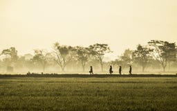 La silhouette de plusieurs personnes marchant au milieu du vaste riz mettent en place Photographie stock libre de droits La silhouette de plusieurs personnes marchant au milieu du vaste riz mettent en place Photographie stock libre de droits