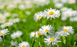 La source fleurit des marguerites des prés dans un pré grean photo stock La source fleurit des marguerites des prés dans un pré grean photo stock