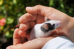 La souris blanche s'est tenue dans des mains du ` s d'enfant photos stock La souris blanche s'est tenue dans des mains du ` s d'enfant photos stock