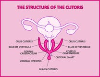 La structure du clitoris, un vagin femelle d'anatomie d'affiche médicale illustration de vecteur La structure du clitoris, un vagin femelle d'anatomie d'affiche médicale illustration de vecteur