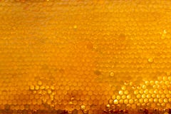 La struttura del fondo ed il modello di una sezione del favo della cera da un alveare hanno riempito di miele dorato immagine stock La struttura del fondo ed il modello di una sezione del favo della cera da un alveare hanno riempito di miele dorato immagine stock