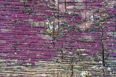La textura rica de la madera resistida, con las grietas y el dolor de la peladura imagen de archivo La textura rica de la madera resistida, con las grietas y el dolor de la peladura imagen de archivo